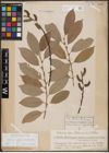 Foto von Salix caprea L. x Salix daphnoides Vill.